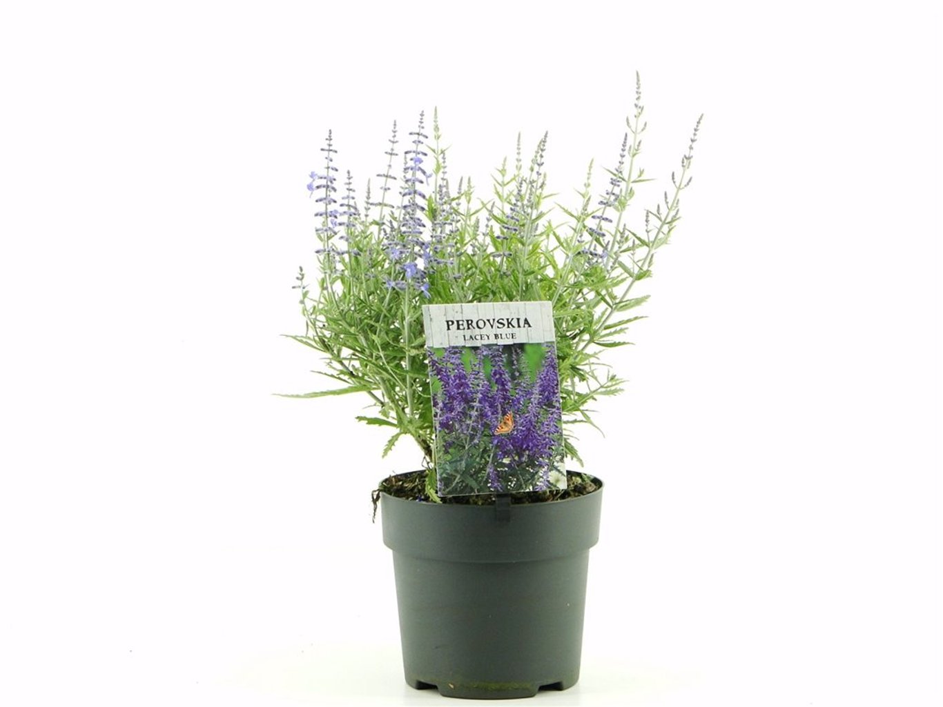 Perovskia atr. 'Lacey Blue' ® - C2